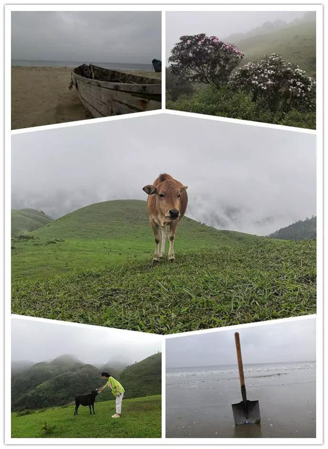 5月1日，陽西藍袍藍看海，陽春雞籠頂?shù)巧劫p高山杜鵑