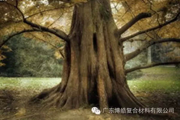 【博皓感悟】欲為大樹，莫與草爭(zhēng)-4